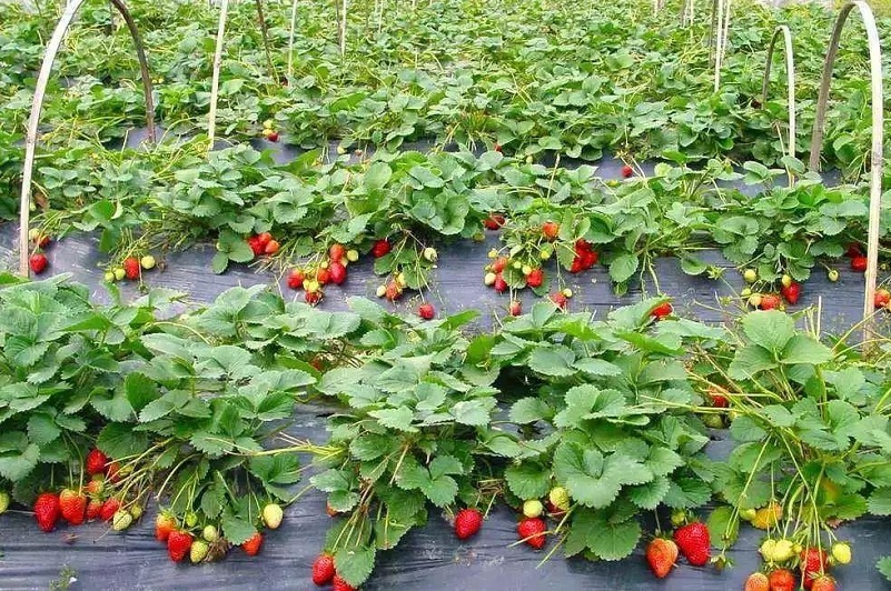 1615279679116459.jpg 草莓3.jpg